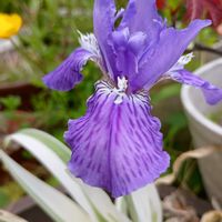 イチハツ,花菖蒲,ミニアヤメ,花ショウブ,大人の着せ替え人形の画像