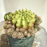 サボテン,多肉植物,観葉植物,みどりのある暮らし,おうち時間の画像