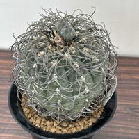 サボテン,ツバメ,多肉植物とサボテン,野鳥,展示品の画像