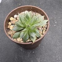 チワワエンシス,シルバースター,多肉植物,ダイソー,エケベリア属の画像