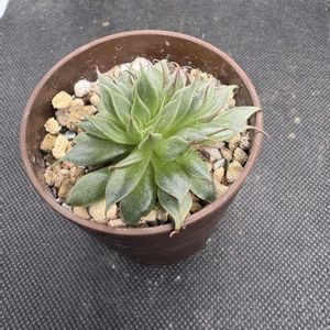 チワワエンシス,シルバースター,多肉植物,ダイソー,エケベリア属の画像