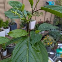 ウスネオイデス,イランイラン,サクラフブキ,多肉植物,玄関アプローチの画像