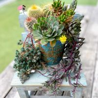 サボテン,スモークツリー,多肉,ヤマアジサイ 藍姫,ミカワチドリの画像