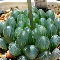 ハオルチア,ハオルチア,多肉植物,ハオルチア属,透明な窓の画像