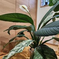 フィカス・アルテシマ,スパティフィラム センセーション,観葉植物,葉っぱ好き,緑が好きの画像