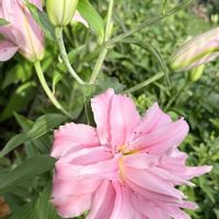 ニゲラ,ムギ,ラテアート,カサブランカ　ピンク,八重咲きカサブランカの画像