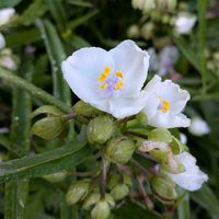 ツユクサ,❤️いいね、ありがとう,花から元気を,愛の花♡,ありがとうの花❣️の画像