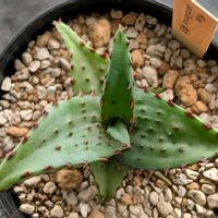 アロエ カスティロニアエ,多肉植物,珍奇植物,my succulent,美しい...の画像