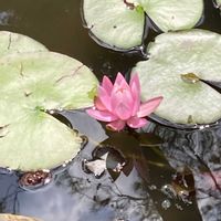 アカンサス,睡蓮,額アジサイ,額アジサイ,サルビア・ガラニチカの画像
