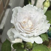 キャットミント,ラクスパー,エリンジューム,ガブリエル,花のある暮らしの画像