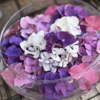 ガーデニング,紫陽花 アジサイ あじさい,植物のある暮らし,お花好き,お花のある暮らしの画像