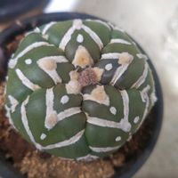 サボテン,亀甲瑠璃兜,多肉植物とサボテン,アストロフィツム属,サボテン好きの画像