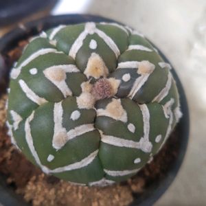 サボテン,亀甲瑠璃兜,多肉植物とサボテン,アストロフィツム属,サボテン好きの画像