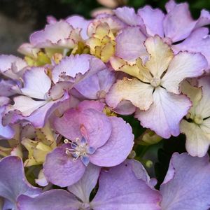 紫陽花,我が家の庭,シェードガーデン,梅雨,青い花大好きの画像