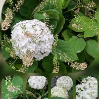 アガパンサス,ペラルゴニウム,アナベル,ガクアジサイ,アジサイ 隅田の花火の画像