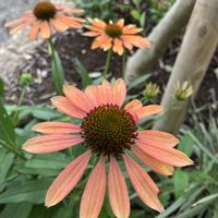 エキナセア,宿根草,お花,おうち園芸,庭の画像