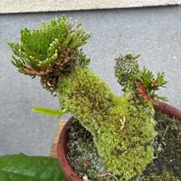 イワヒバ,岩松,いわひば,盆栽,苔 (コケ)の画像