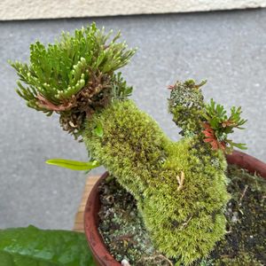 イワヒバ,岩松,いわひば,盆栽,苔 (コケ)の画像