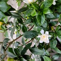 クチナシ,レモンバーム,ヒューケラ,ベランダの画像
