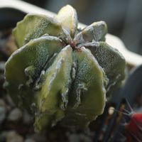 ハオルチア,多肉植物,観葉植物,塊根植物,サボテン科の画像