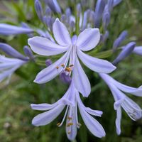 アガパンサス,スカビオサ,花のある暮らし,季節のお花,涼しげな花の画像
