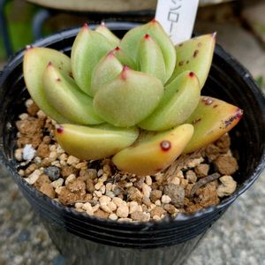 エケベリア,モンローシャネル,モンローシャネル,多肉植物,小さな花壇の画像
