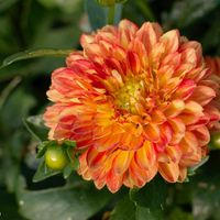 ダリア,開花,成長記録,雨上がり,花のある暮らしの画像