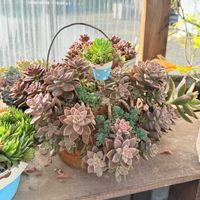  ブロンズ姫,多肉植物,ガーデニングの画像