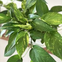 ポトス,観葉植物,室内,斑入りの葉っぱの画像