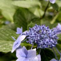 ガクアジサイ,ガクアジサイ,紫陽花 アジサイ あじさい,アジサイフェア 2026 フォトコンテストの画像
