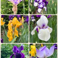 アヤメ,ナナカマド,笑顔になれる♪,秘密の場所,今日のお花の画像