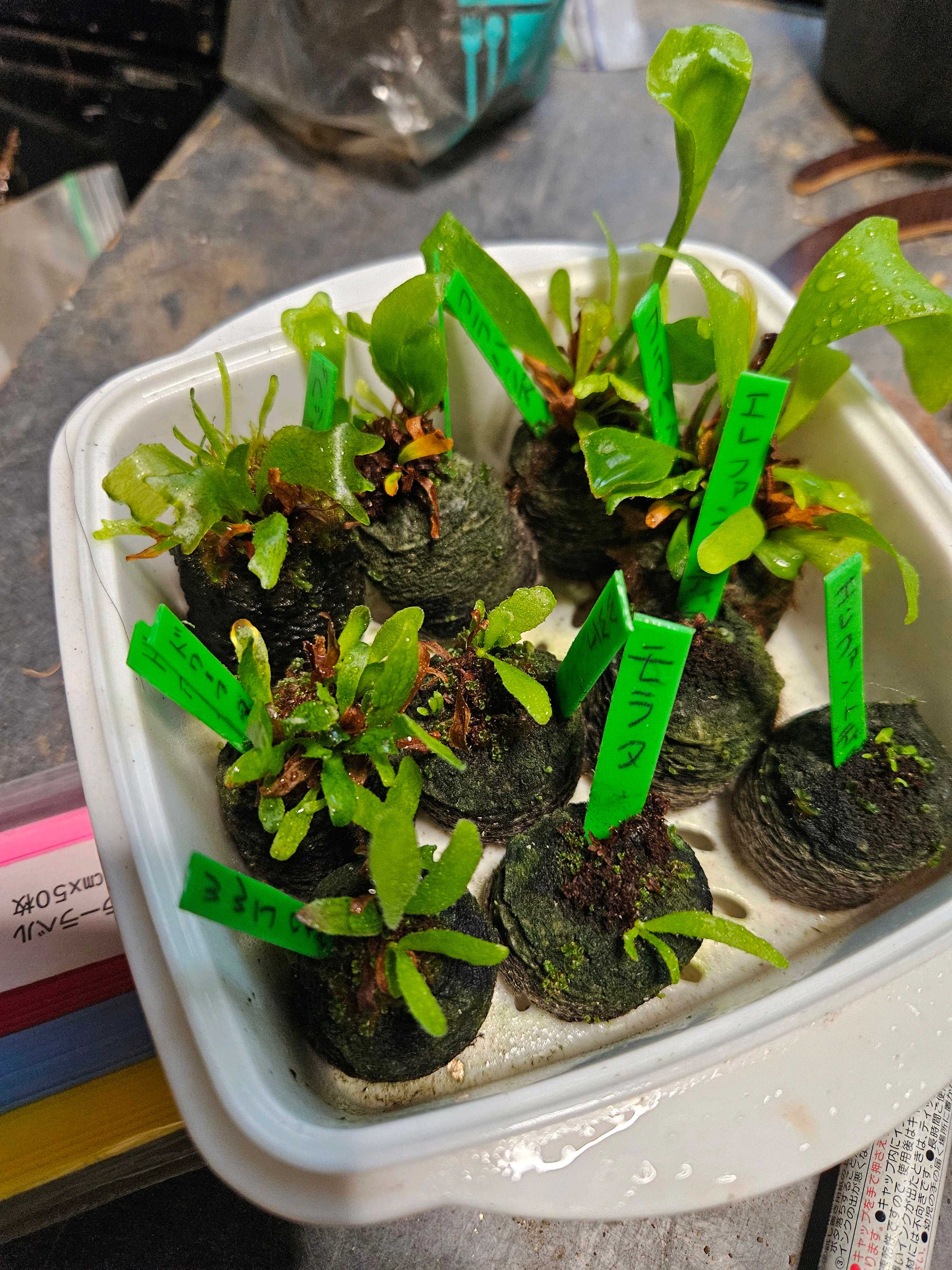 リドレイの新芽の処理について ビカクシダの森