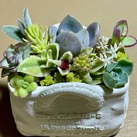 ラベンダー,ユーカリ,マメグンバイナズナ,寄せ植え,多肉植物の画像