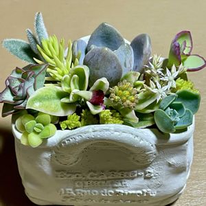 ラベンダー,ユーカリ,マメグンバイナズナ,寄せ植え,多肉植物の画像