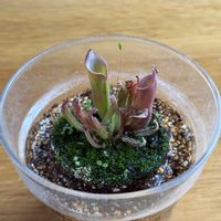 ヘリアンフォラ,ヘリアンフォラ・ヘテロドクサ×ミノール,観葉植物,食虫植物,サラセニアの画像