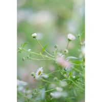 エリゲロン,ミラーレス一眼,夜中にこっそり,日曜にこにこ猫目線,庭の画像