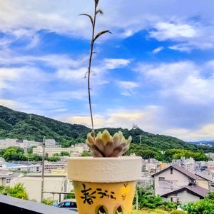 ハオルチア,多肉植物,大好き,花芽,かわいい♡の画像