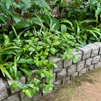 トキワツユクサ,ミズヒキ,トキワツユクサ(常盤露草),ミズヒキ（水引）,常磐露草（ときわつゆくさ）の画像