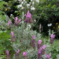 フレンチラベンダー,地植え,可愛い〜♡,花のある暮らし,薄紫色の画像