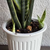 サンセベリア,サンセベリア,観葉植物,新芽,いつもありがとう♡の画像
