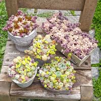 多肉植物,多肉植物寄せ植え,多肉大好き,多肉植物のある暮らし,ちまちま寄せの画像