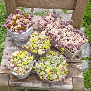 多肉植物,多肉植物寄せ植え,多肉大好き,多肉植物のある暮らし,ちまちま寄せの画像