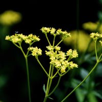 オミナエシ,女郎花,秋の七草,赤塚植物園の画像