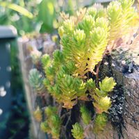 観葉植物,セダム属,ネコ好き,花のある暮らし,植中毒の画像