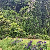 アヤメ,イチハツ,ノハナショウブ,山藤,感謝の画像