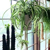 オリヅルラン ボニー,観葉植物,葉っぱ,キジカクシ科,葉っぱ好きの画像