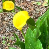アジサイ,カラー,キバナコスモス,テンニンギク,ニャンニャン祭りの画像