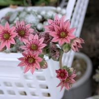 センペルビウム,センペルビウム　アークティックホワイト,多肉植物,葉挿し,多肉寄せ植えの画像
