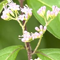 ムラサキシキブの画像