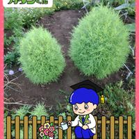 コキア,ステキ☆,癒し…♡,PR,か〜わい〜の画像